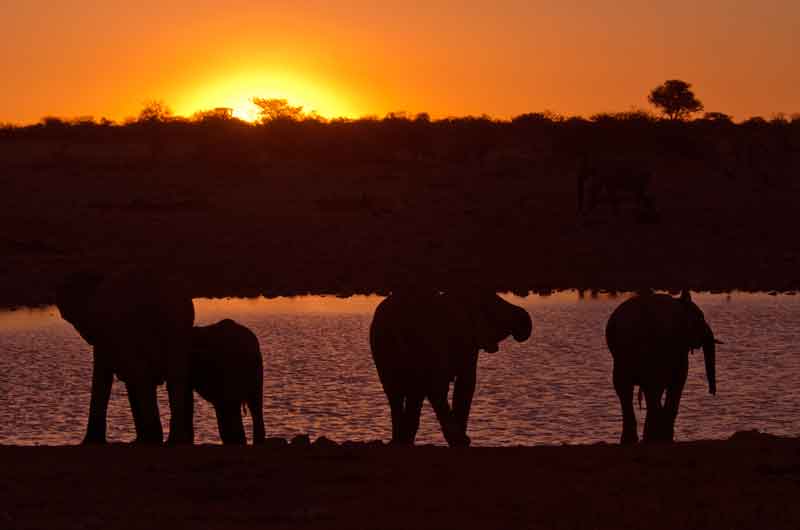 80 - Namibia - elefantes al atardecer - parque nacional de Etosha